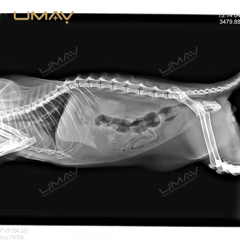1717X Wired Flat Panel Detector for Veterinary and Human Radiographic Imaging